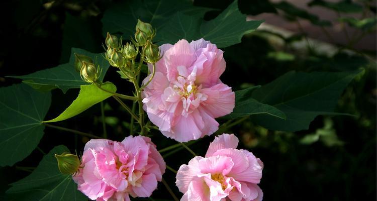 芙蓉花的花语及代表意义（探究这朵中国园林四大名花的深层内涵）