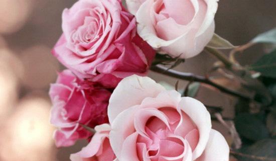 粉色玫瑰花语（美丽、浪漫、温柔——玫瑰花语中的粉色）