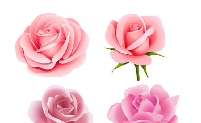 粉色玫瑰花语（美丽、浪漫、温柔——玫瑰花语中的粉色）