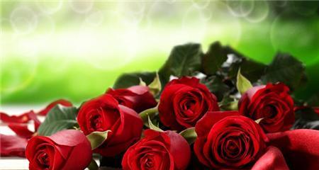 玫瑰之美——寓意与花语解读