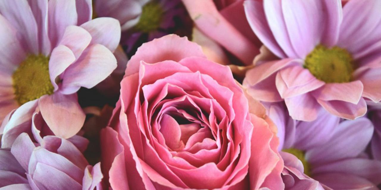 粉色玫瑰花的意义剖析（探寻玫瑰花背后的含义）
