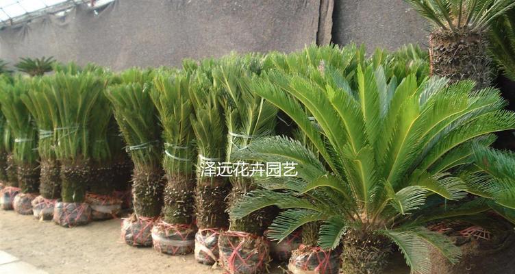 铁树的花语（探寻铁树的象征意义）