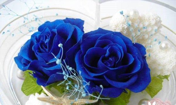 解读蓝色玫瑰的意义（探索蓝色玫瑰的象征意义及文化背景）