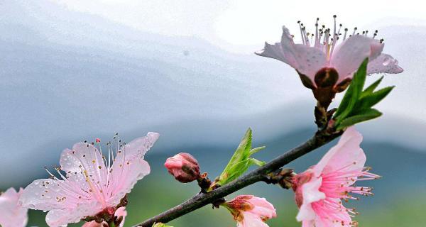 竹夹桃花的花语（传递爱情的花朵——竹夹桃花）