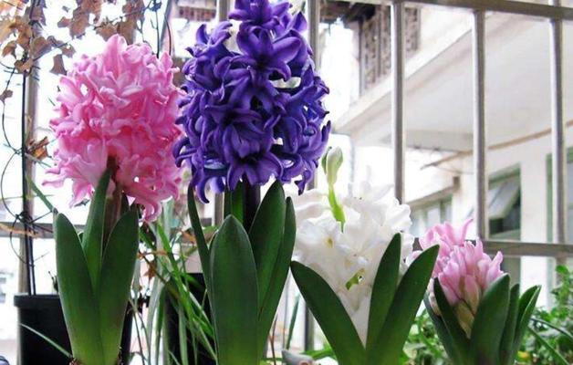 风信子花的代表意义（鲜花背后的情感，探寻风信子的象征意义）