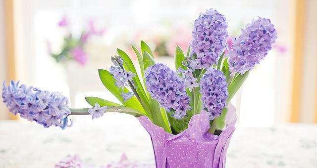 风信子花的代表意义（鲜花背后的情感，探寻风信子的象征意义）