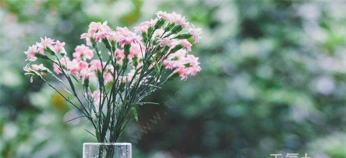 康乃馨的花语（了解康乃馨的花语，传递真挚情感）