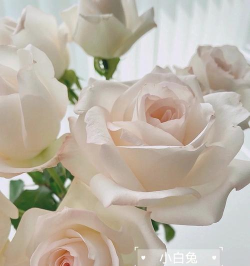 白色玫瑰的含义与象征（探秘白色玫瑰花语，了解玫瑰的世界）