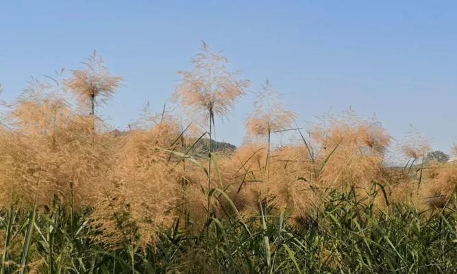 芦苇——沉稳、自由的象征（探索芦苇的花语与用途）