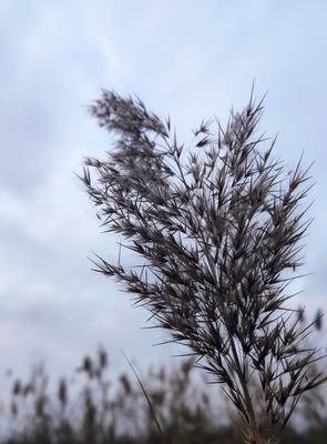 芦苇——沉稳、自由的象征（探索芦苇的花语与用途）