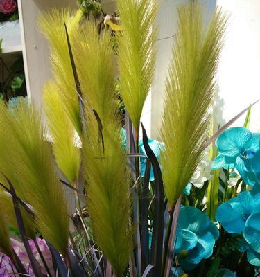 芦苇——沉稳、自由的象征（探索芦苇的花语与用途）