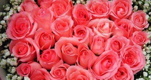 一朵玫瑰花的花语——爱情的象征（浪漫、美丽、恒久、深情）