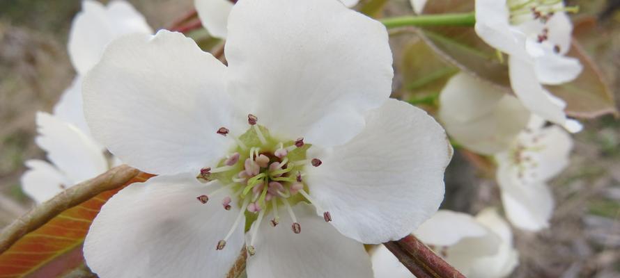 梨花——清新优雅的花语与象征意义（探寻梨花的花语与内涵，品味生命的美好）