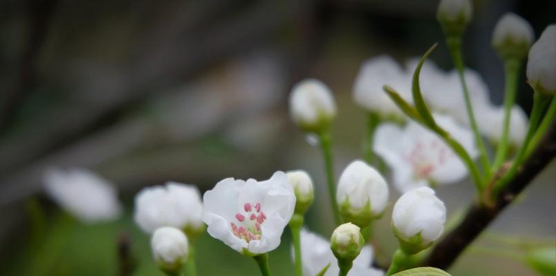 梨花——清新优雅的花语与象征意义（探寻梨花的花语与内涵，品味生命的美好）