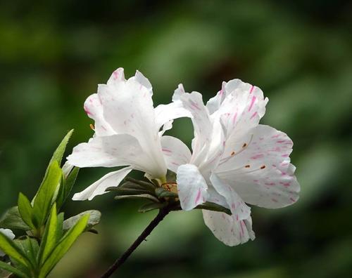 杜英花的花语（传递爱与希望的花）