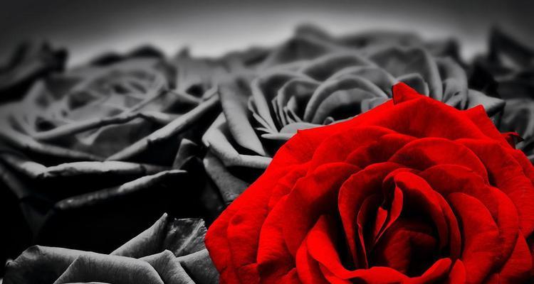 黑玫瑰的花语与寓意（探究黑玫瑰的神秘与美丽）