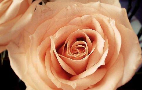 玫瑰花的品格花语与象征（探寻玫瑰花所代表的情感与品质）