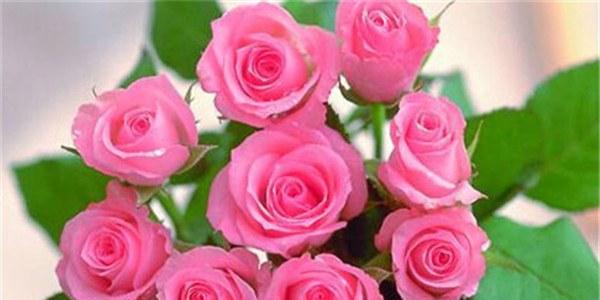 解读三朵玫瑰的花语（玫瑰的意义和象征、三朵玫瑰的特殊含义）