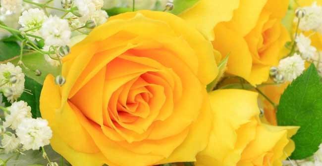 解读三朵玫瑰的花语（玫瑰的意义和象征、三朵玫瑰的特殊含义）