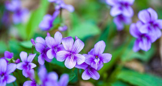 紫堇花语（神话传说与意义深远）
