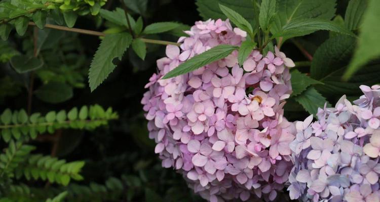 探秘绣球花的花语（解读绣球花所代表的深刻寓意）