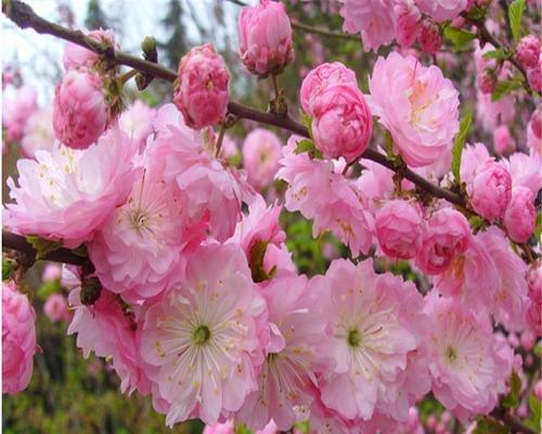 榆叶梅花语，展现克服困难的勇气与坚韧（探究榆叶梅花语的内涵，感悟生命的意义）