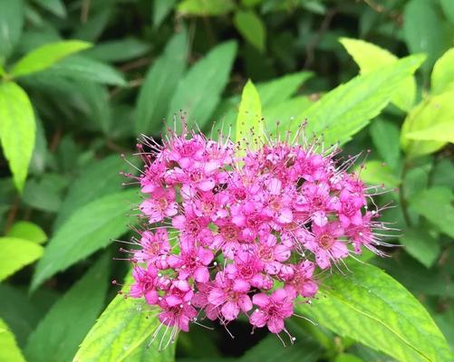 粉色菊花的花语（探寻花之语，领略花开美景）