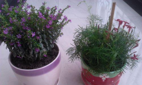 孔雀花的花语与意义（探寻孔雀花的文化符号和象征意义）