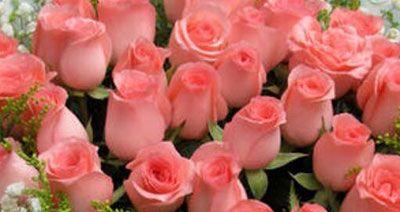 浅粉色玫瑰的花语（解读浅粉色玫瑰所代表的含义）