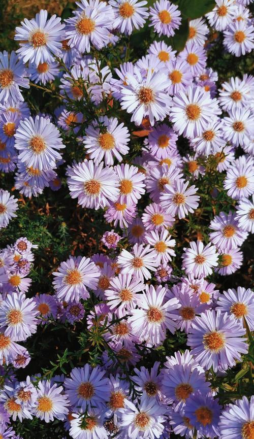 小雏菊的花语代表什么意思（探寻小雏菊的神秘花语，了解它们所代表的含义）