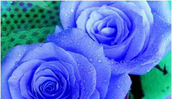 蓝玫瑰的花语和寓意（探寻蓝色花海中的梦幻之花）