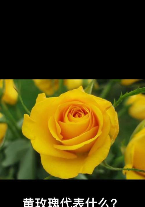 寓意深远的19朵黄玫瑰（探究黄色玫瑰的花语与文化背景）