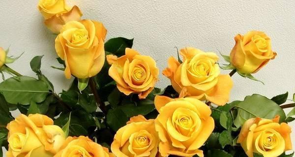 寓意深远的19朵黄玫瑰（探究黄色玫瑰的花语与文化背景）