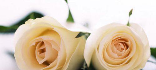 香槟玫瑰花语及其深刻寓意（婚姻美满、尊贵高贵、浪漫祝福）