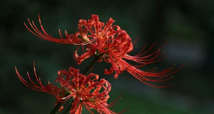 探究彼岸花的花语（揭示彼岸花带给我们的含义）