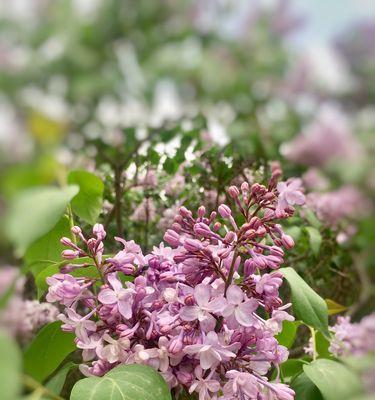 丁香花语——品味馨香的爱与思念（深情相伴，倾诉真情。丁香花语，传达着浓浓的爱与思念。）