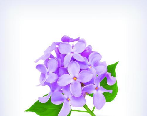 紫色风信子的花语和传说（寓意深远，寄托情感的美丽之花）