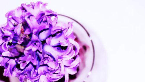 紫色风信子的花语和传说（寓意深远，寄托情感的美丽之花）
