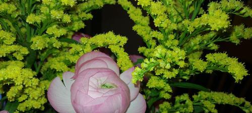 花毛茛花语大全——寓意深刻的花卉之王（探索花毛茛的文化内涵，领略神秘的花语世界）