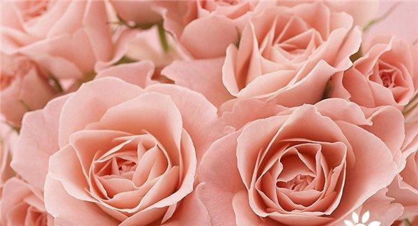 花语之玫瑰的不同朵数代表意义（从1朵到99朵，解读不同数量玫瑰所代表的情感和寓意）