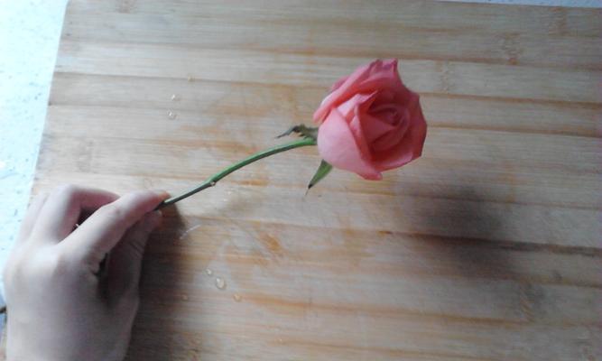 一支玫瑰花的意义（探究玫瑰花作为礼物的内涵与文化背景）