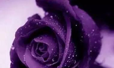 淡紫色玫瑰的花语（寓意多样的淡紫色玫瑰，传递心中的情感）