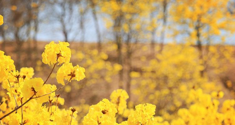 黄风铃花花语解读（唤醒心中的勇气与自信，品味黄风铃花带来的意义）