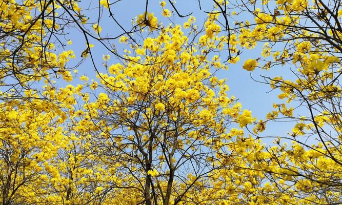 黄风铃花花语解读（唤醒心中的勇气与自信，品味黄风铃花带来的意义）