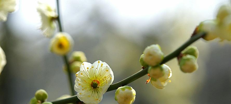 梅花的寓意与花语（传承中华文化之美——梅花）