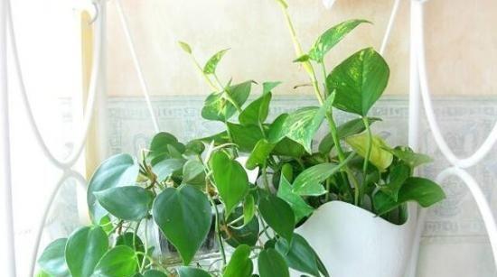 绿萝花语（探寻绿萝背后的意义）