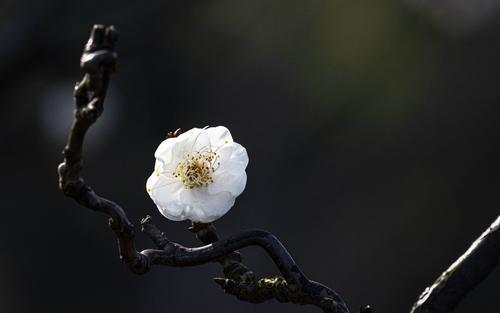 梅花花语的深意（传递着坚韧不拔的精神）