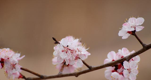 杏花之美（探究杏花的寓意与文化内涵）