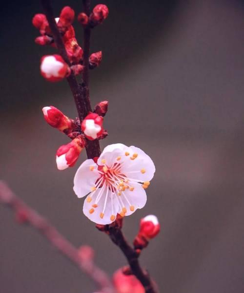 杏花之美（探究杏花的寓意与文化内涵）