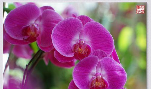 兰花花语的象征与寓意（探寻兰花背后的深层含义）